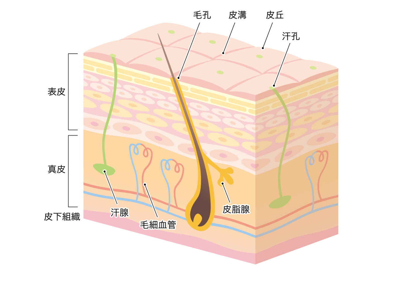 毛穴の構造