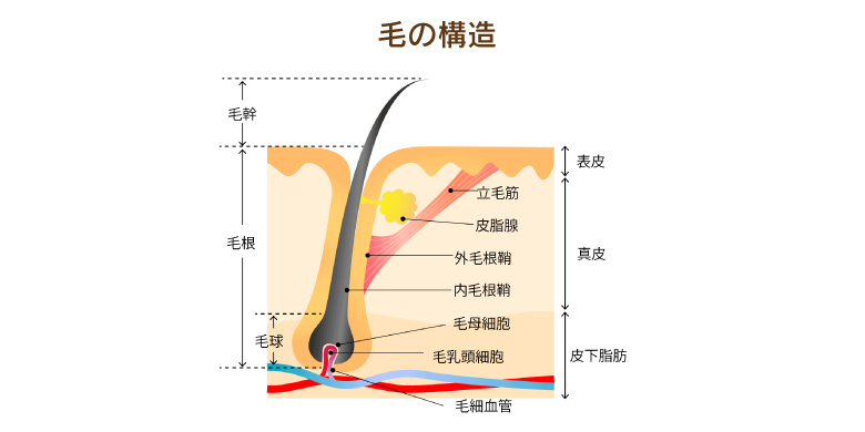 毛の構造