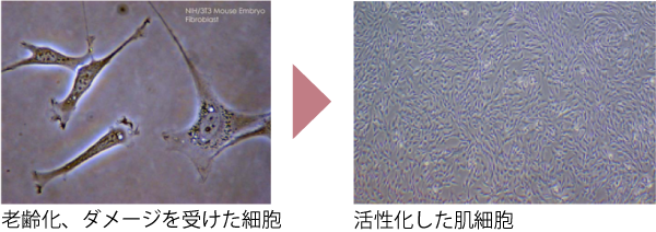 老齢化、ダメージを受けた細胞が活性化するイメージ