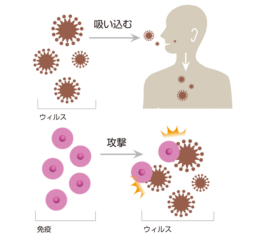 NK細胞療法 概要説明