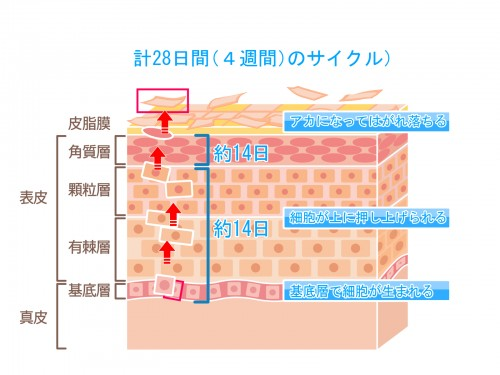 肌図