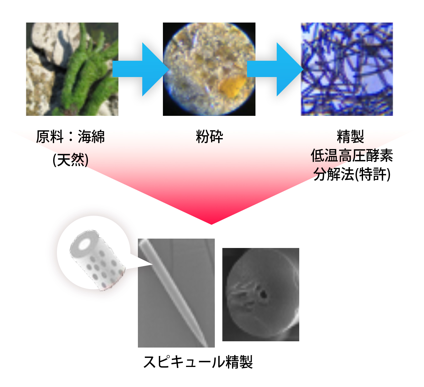 イノスピキュール 生成図