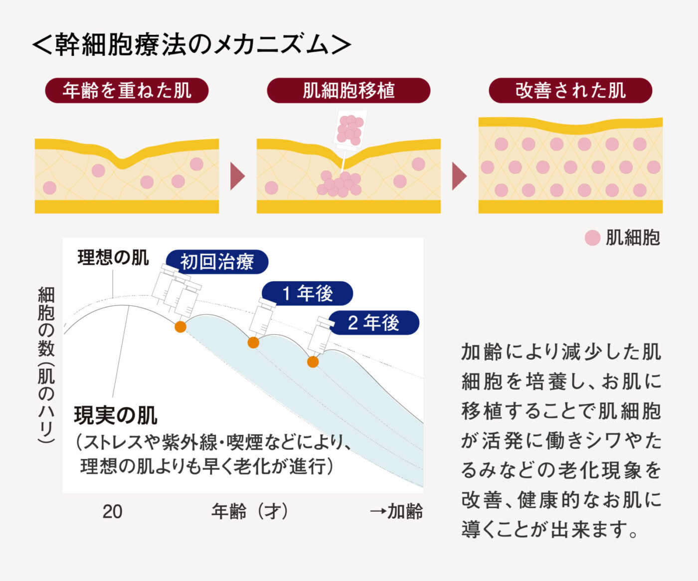 幹細胞メカニズム