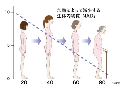 NMN点滴　NAD減少図