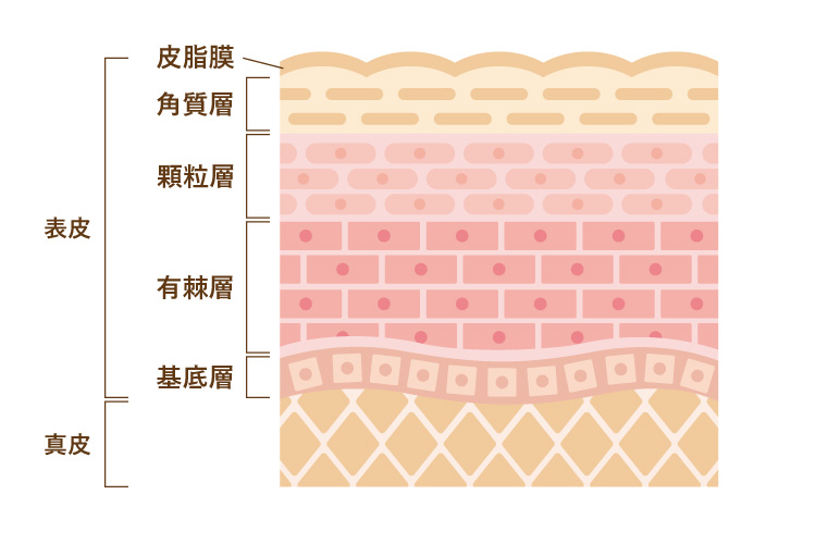 肌の構造表皮