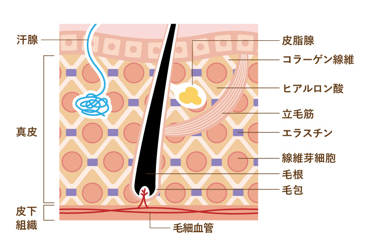 肌の構造真皮